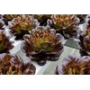 ABSOLON RZ product photo view-4 S