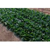 SILVERSIDE RZ F1 product photo view-3 S