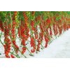 AUSINO RZ F1 (74-MP4136) product photo view-4 S