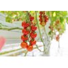 GARRIOSO RZ F1  product photo view-2 S