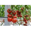 MONDICIA RZ F1 product photo view-3 S