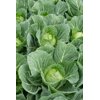 ZARISSIMA RZ F1 product photo view-2 S