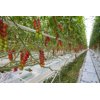 CALDINO F1 (72-161) product photo view-5 S