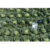 Феліссіма RZ F1 product photo view-4 S