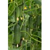 LEHAR RZ F1 product photo front S