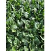 WOODDUCK RZ F1 (51-189) product photo view-4 S