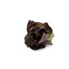 CARDAINE RZ  product photo front S