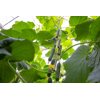 SKYWELL RZ F1 product photo view-4 S