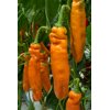 PALERMO OXALIS RZ F1 product photo front S