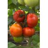 GAHERIS RZ F1 product photo front S