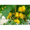 LOLEZA RZ F1  product photo view-2 S