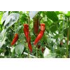 PALERMO RAMSDALE RZ F1 (35-DR1480) product photo view-4 S