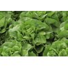 ABELLINA RZ (43-BU8181) product photo front S