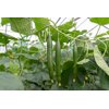MYRTHOS RZ F1 product photo view-3 S