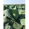 LINCMA RZ F1 product photo view-4 S