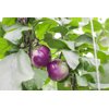 Сабелле RZ F1 product photo view-2 S