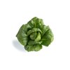 CALESITA RZ (41-CR1402) product photo view-4 S