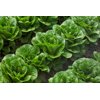 CLAUDIUS RZ (41-30) product photo view-4 S