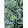 MANOUK F1 (30-WC796) product photo view-4 S