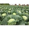 PUSHMA RZ F1 product photo view-4 S