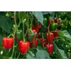 REDLINE RZ F1 product photo view-2 S