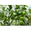 ILANGA RZ F1 product photo view-3 S
