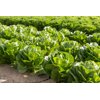ZIKITA RZ (41-CR2239) product photo view-3 S