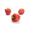 비날레스 VINALES RZ F1 product photo view-2 S