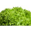 Експертайз RZ Salanova® product photo front S