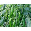 凯瑞(37-91)Kairui product photo view-2 S