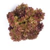 CORENTINE RZ (86-79) product photo front S