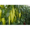 辣宝1570(37-BU1570)Labao 1570 product photo view-2 S