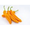 PALERMO OXALIS RZ F1 product photo view-2 S