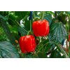 35-BR2068 RZ F1 product photo view-3 S