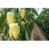 COMBINO RZ F1 product photo view-4 S