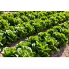 COVERUS RZ (41-CO7367) Knox™ product photo view-2 S