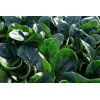 SILVERSIDE RZ F1 (51-OR206) product photo view-4 S