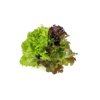 Salatriomix 3 (3x5tpc) product photo front S