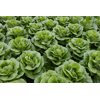 ZARATE RZ (41-CO1734) Knox™ product photo view-3 S