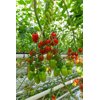 CALCHETTO F1 (72-MP0047) Produktbild view-5 S