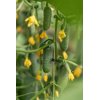 TRIOLE RZ F1 product photo view-2 S