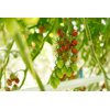 BELLAMARIA RZ F1 product photo view-3 S