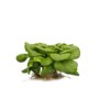 PLENTORIA RZ product photo view-2 S