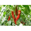PALERMO RAMSDALE RZ F1 product photo view-4 S