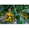 KEMERY RZ F1 (74-CH2161) product photo view-2 S