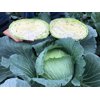 MANOUK RZ F1 (30-WC796) product photo front S