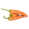 PALERMO OXALIS RZ F1 product photo front S