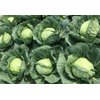 ZARISSIMA F1 (30-706) Produktbild view-3 S