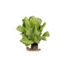 RABELLO RZ product photo front S