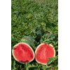 Лузітана RZ F1 product photo view-3 S